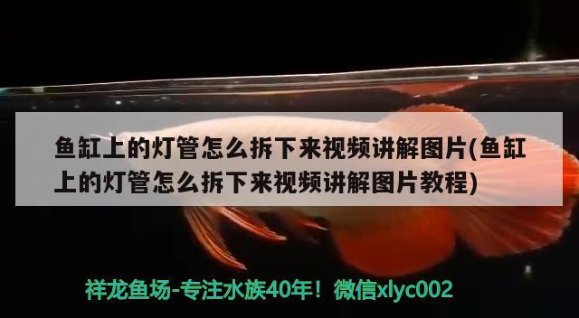 鱼缸上的灯管怎么拆下来视频讲解图片(鱼缸上的灯管怎么拆下来视频讲解图片教程) 过背金龙鱼