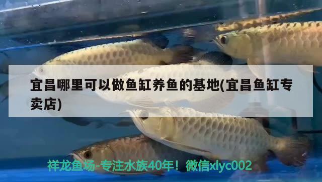 宜昌哪里可以做鱼缸养鱼的基地(宜昌鱼缸专卖店) 绿皮皇冠豹鱼