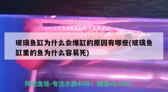 玻璃鱼缸为什么会爆缸的原因有哪些(玻璃鱼缸里的鱼为什么容易死)