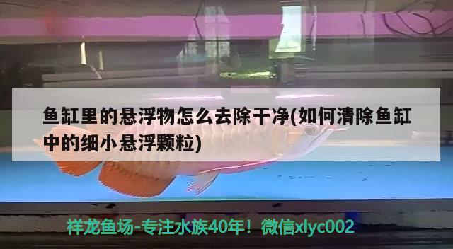 鱼缸里的悬浮物怎么去除干净(如何清除鱼缸中的细小悬浮颗粒) 鱼缸水质稳定剂