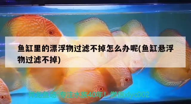 鱼缸里的漂浮物过滤不掉怎么办呢(鱼缸悬浮物过滤不掉) 斯维尼关刀鱼