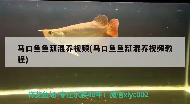 马口鱼鱼缸混养视频(马口鱼鱼缸混养视频教程) 红眼黄化幽灵火箭鱼|皇家火箭鱼