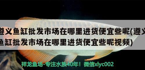 遵义鱼缸批发市场在哪里进货便宜些呢(遵义鱼缸批发市场在哪里进货便宜些呢视频)