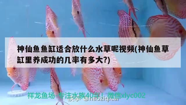 神仙鱼鱼缸适合放什么水草呢视频(神仙鱼草缸里养成功的几率有多大?) 水草