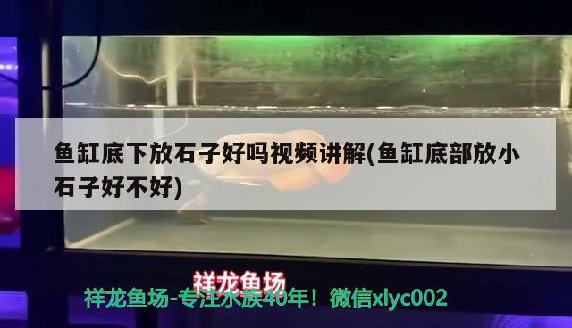 鱼缸底下放石子好吗视频讲解(鱼缸底部放小石子好不好) 恐龙王鱼 第3张