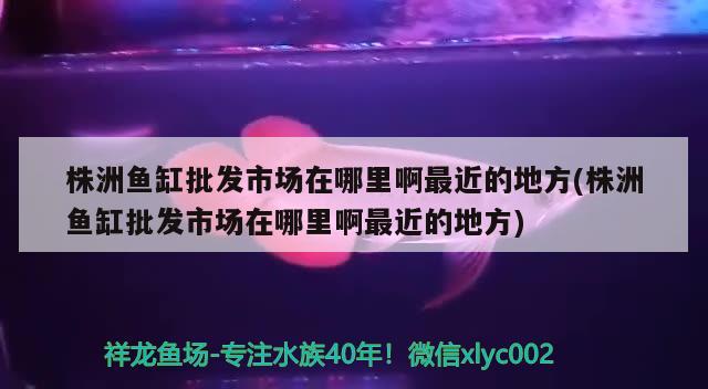 株洲鱼缸批发市场在哪里啊最近的地方(株洲鱼缸批发市场在哪里啊最近的地方)