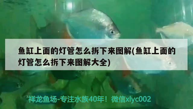 鱼缸上面的灯管怎么拆下来图解(鱼缸上面的灯管怎么拆下来图解大全)