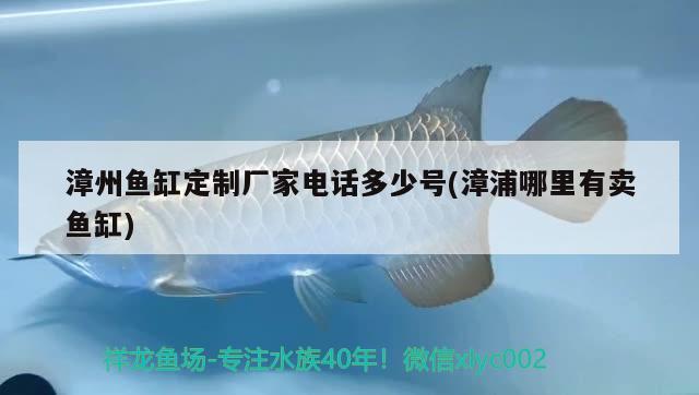 漳州鱼缸定制厂家电话多少号(漳浦哪里有卖鱼缸) 观赏鱼市场（混养鱼）