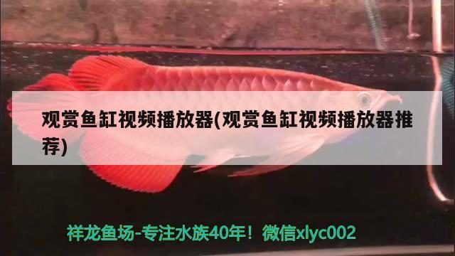 观赏鱼缸视频播放器(观赏鱼缸视频播放器推荐)