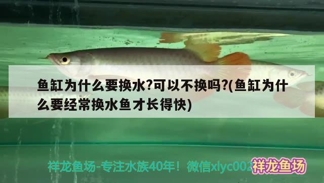 鱼缸为什么要换水?可以不换吗?(鱼缸为什么要经常换水鱼才长得快)