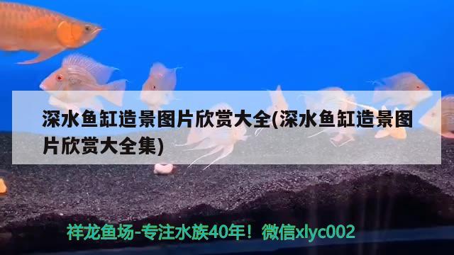 深水鱼缸造景图片欣赏大全(深水鱼缸造景图片欣赏大全集) 马拉莫宝石鱼