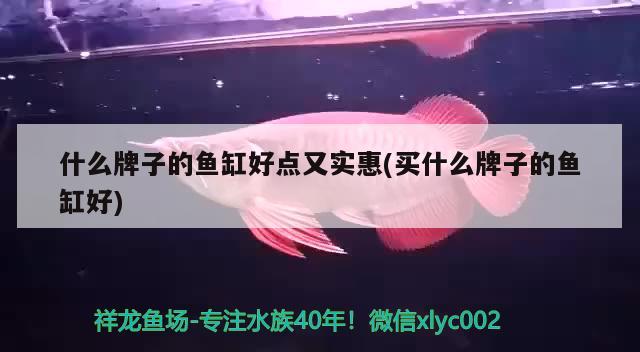 什么牌子的鱼缸好点又实惠(买什么牌子的鱼缸好) 野彩鱼