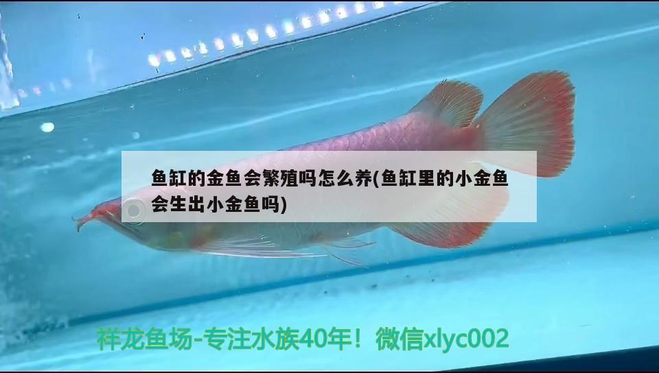 鱼缸的金鱼会繁殖吗怎么养(鱼缸里的小金鱼会生出小金鱼吗) 鱼缸水质稳定剂