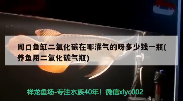 周口鱼缸二氧化碳在哪灌气的呀多少钱一瓶(养鱼用二氧化碳气瓶) 二氧化碳设备