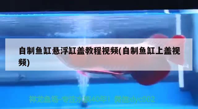 自制鱼缸悬浮缸盖教程视频(自制鱼缸上盖视频) 纯血皇冠黑白魟鱼