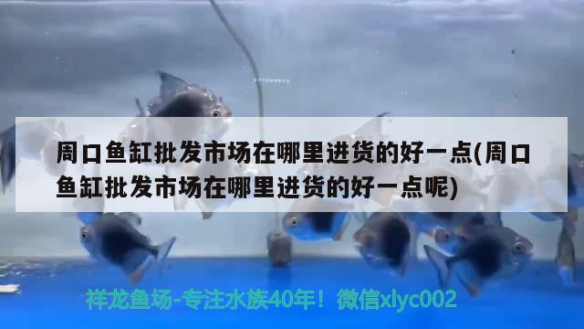 周口鱼缸批发市场在哪里进货的好一点(周口鱼缸批发市场在哪里进货的好一点呢) 泰国雪鲫鱼 第1张