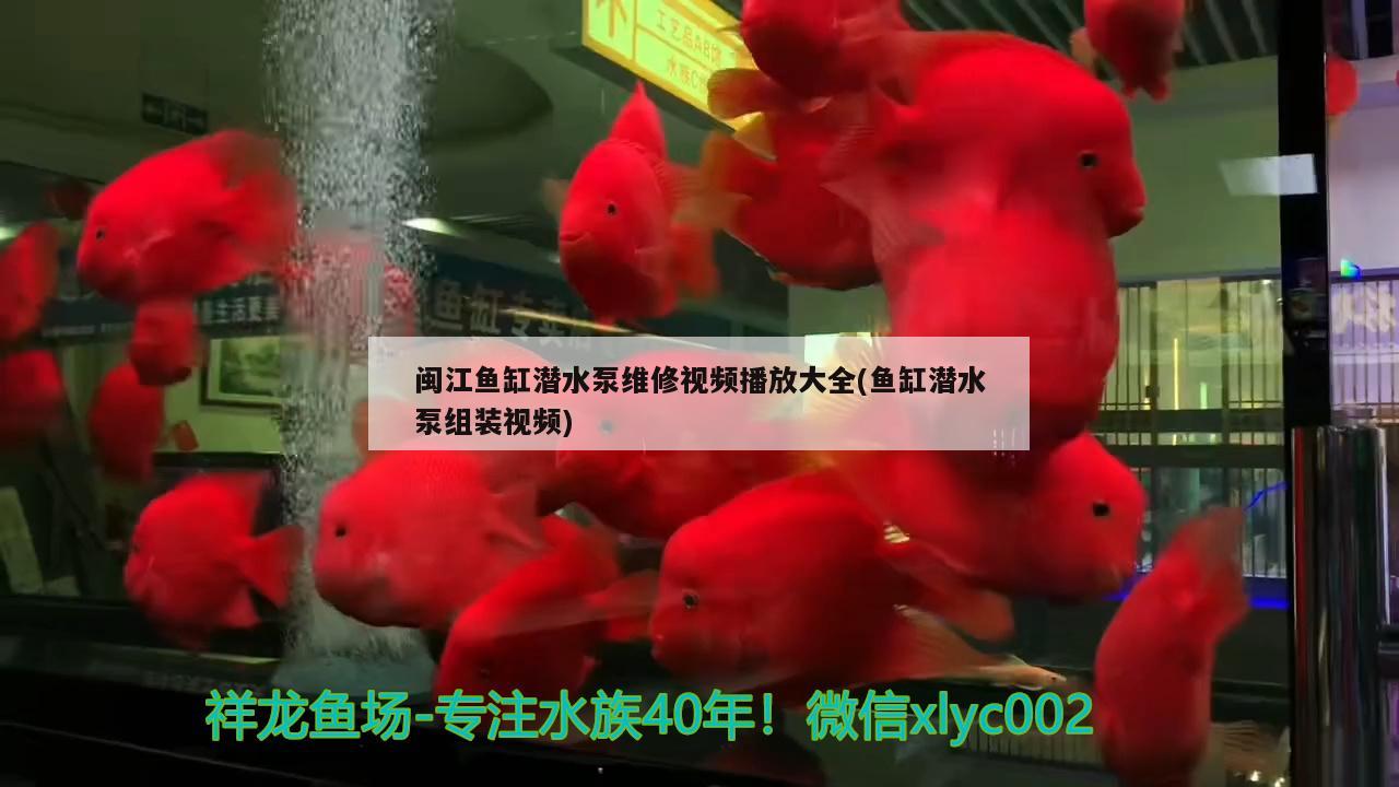 闽江鱼缸潜水泵维修视频播放大全(鱼缸潜水泵组装视频)