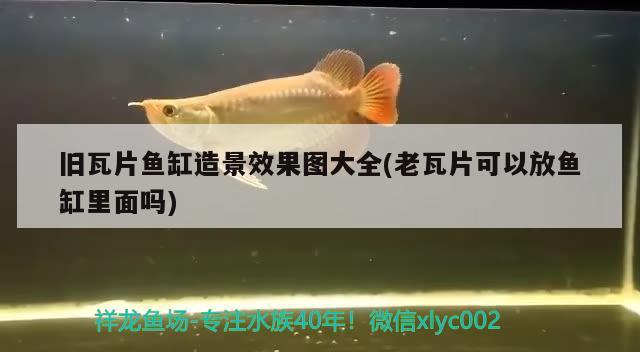 旧瓦片鱼缸造景效果图大全(老瓦片可以放鱼缸里面吗)