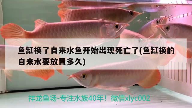 鱼缸换了自来水鱼开始出现死亡了(鱼缸换的自来水要放置多久)