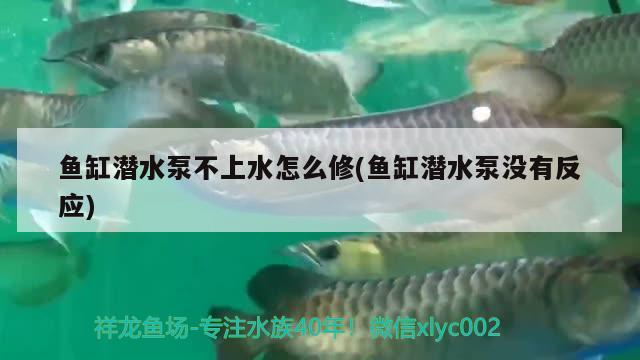 鱼缸潜水泵不上水怎么修(鱼缸潜水泵没有反应)