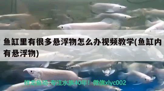 鱼缸里有很多悬浮物怎么办视频教学(鱼缸内有悬浮物)