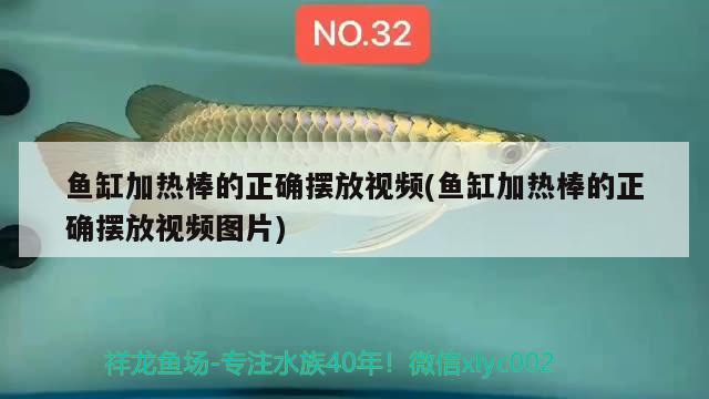 鱼缸加热棒的正确摆放视频(鱼缸加热棒的正确摆放视频图片)