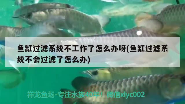 鱼缸过滤系统不工作了怎么办呀(鱼缸过滤系统不会过滤了怎么办)