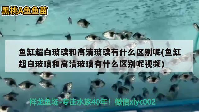 鱼缸超白玻璃和高清玻璃有什么区别呢(鱼缸超白玻璃和高清玻璃有什么区别呢视频)