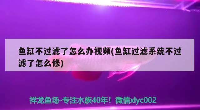 鱼缸不过滤了怎么办视频(鱼缸过滤系统不过滤了怎么修) 大湖红龙鱼 第2张