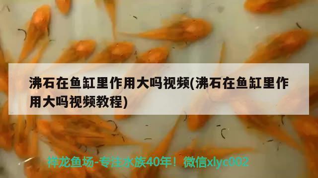 沸石在鱼缸里作用大吗视频(沸石在鱼缸里作用大吗视频教程) 孵化器