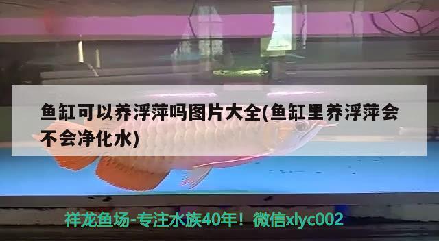 鱼缸可以养浮萍吗图片大全(鱼缸里养浮萍会不会净化水) 铁甲武士