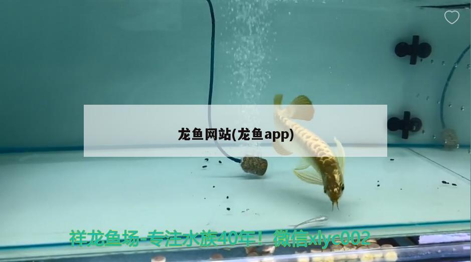 龙鱼网站(龙鱼app) 2024第28届中国国际宠物水族展览会CIPS（长城宠物展2024 CIPS）