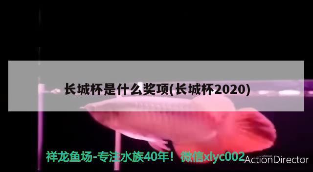 长城杯是什么奖项(长城杯2020)