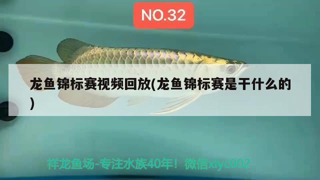 龙鱼锦标赛视频回放(龙鱼锦标赛是干什么的) 2024第28届中国国际宠物水族展览会CIPS（长城宠物展2024 CIPS）