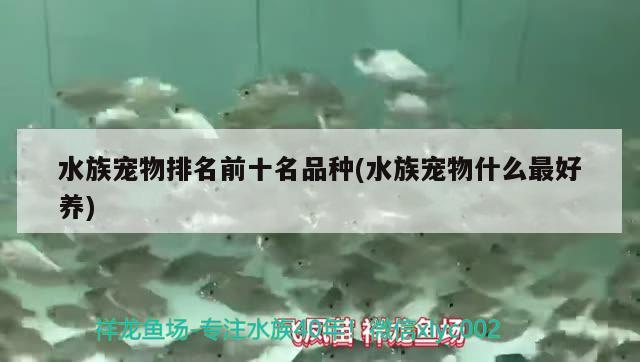 水族宠物排名前十名品种(水族宠物什么最好养)