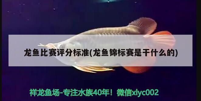 龙鱼比赛评分标准(龙鱼锦标赛是干什么的) 2024第28届中国国际宠物水族展览会CIPS（长城宠物展2024 CIPS）