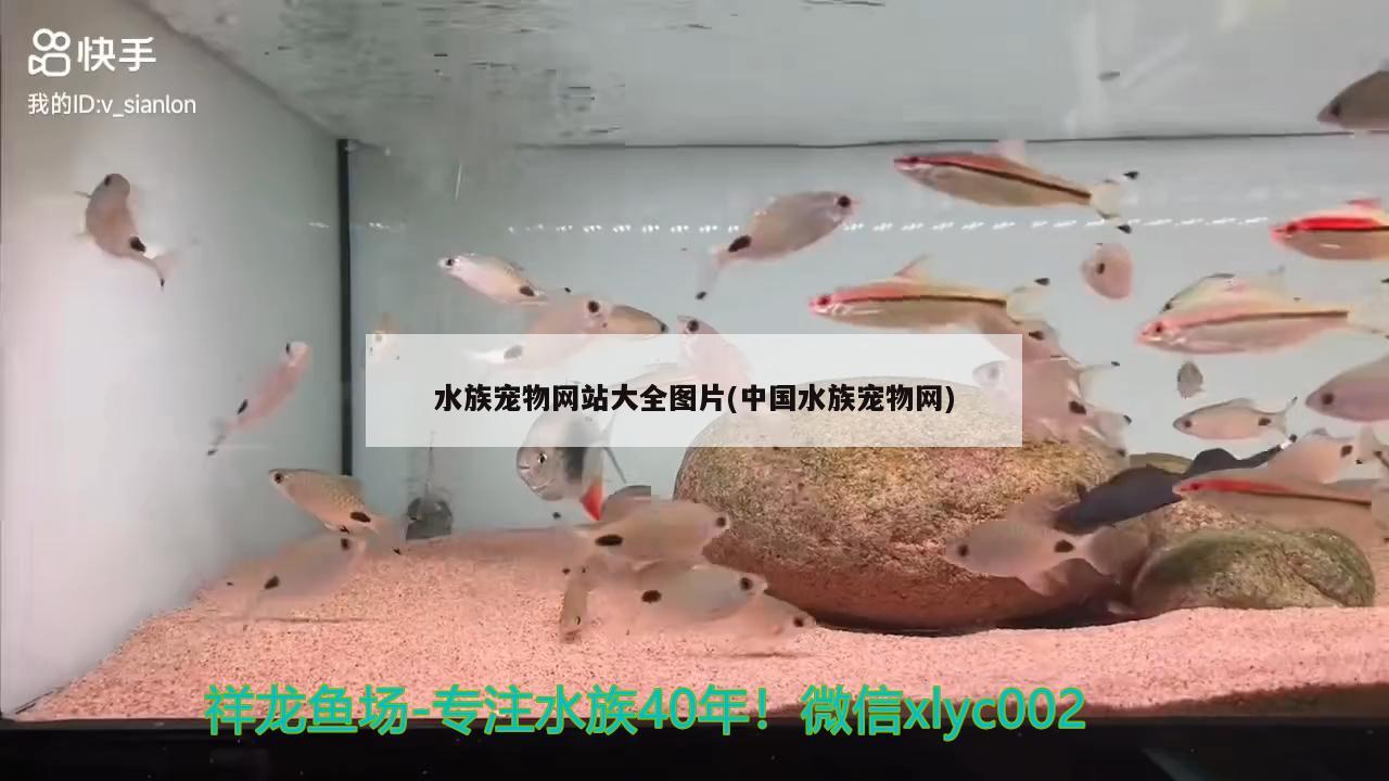 水族宠物网站大全图片(中国水族宠物网)