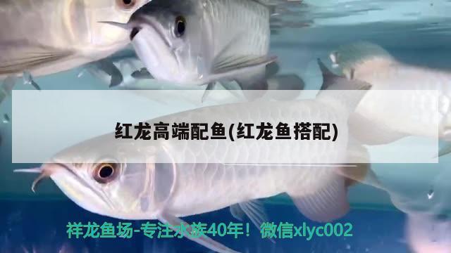 红龙高端配鱼(红龙鱼搭配) 2024第28届中国国际宠物水族展览会CIPS（长城宠物展2024 CIPS）