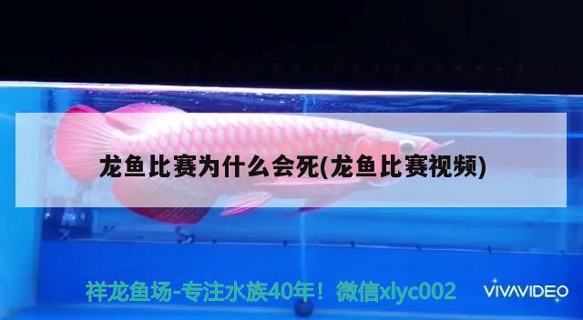 龙鱼比赛为什么会死(龙鱼比赛视频) 2024第28届中国国际宠物水族展览会CIPS（长城宠物展2024 CIPS）