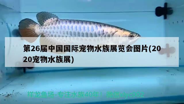 第26届中国国际宠物水族展览会图片(2020宠物水族展)