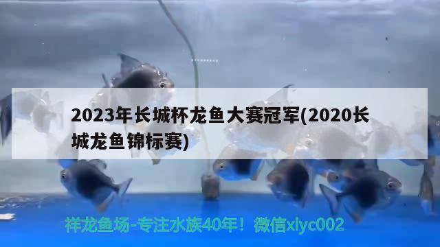 2023年长城杯龙鱼大赛冠军(2020长城龙鱼锦标赛)