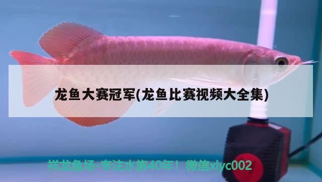 龙鱼大赛冠军(龙鱼比赛视频大全集) 2024第28届中国国际宠物水族展览会CIPS（长城宠物展2024 CIPS）