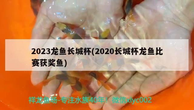 2023龙鱼长城杯(2020长城杯龙鱼比赛获奖鱼) 2024第28届中国国际宠物水族展览会CIPS（长城宠物展2024 CIPS）