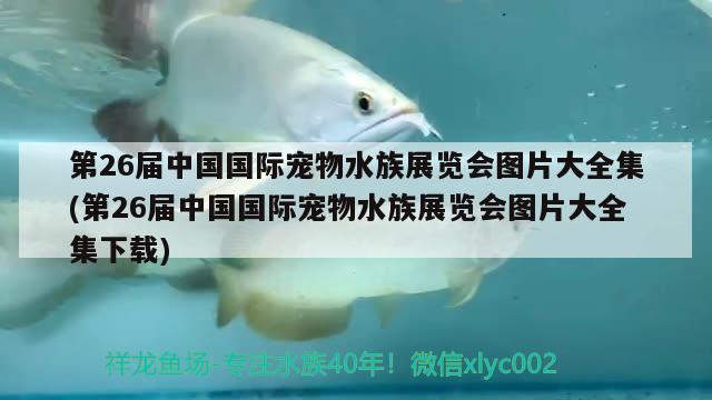 第26届中国国际宠物水族展览会图片大全集(第26届中国国际宠物水族展览会图片大全集下载) 水族展会 第1张