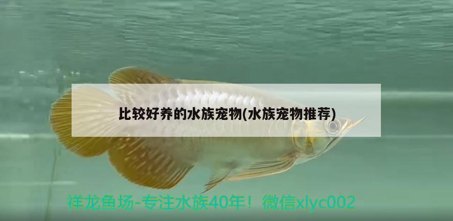 比较好养的水族宠物(水族宠物推荐) 2024第28届中国国际宠物水族展览会CIPS（长城宠物展2024 CIPS）