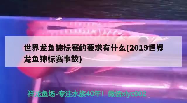 世界龙鱼锦标赛的要求有什么(2019世界龙鱼锦标赛事故) 2024第28届中国国际宠物水族展览会CIPS（长城宠物展2024 CIPS）