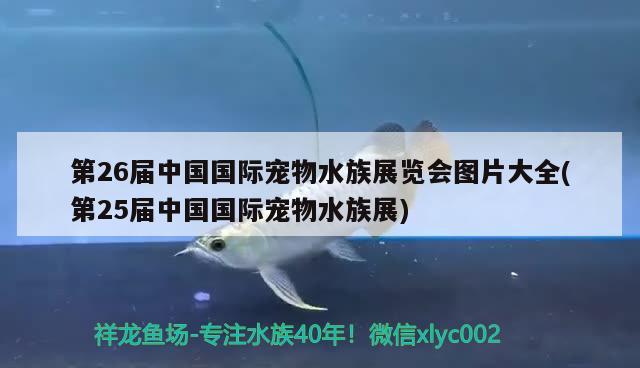 第26届中国国际宠物水族展览会图片大全(第25届中国国际宠物水族展)