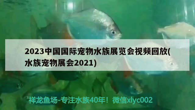 2023中国国际宠物水族展览会视频回放(水族宠物展会2021) 水族展会