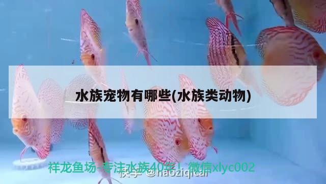 水族宠物有哪些(水族类动物) 2024第28届中国国际宠物水族展览会CIPS（长城宠物展2024 CIPS）