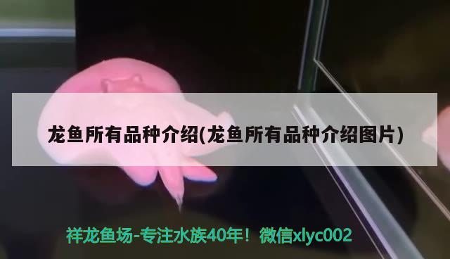 龙鱼所有品种介绍(龙鱼所有品种介绍图片) 2024第28届中国国际宠物水族展览会CIPS（长城宠物展2024 CIPS）